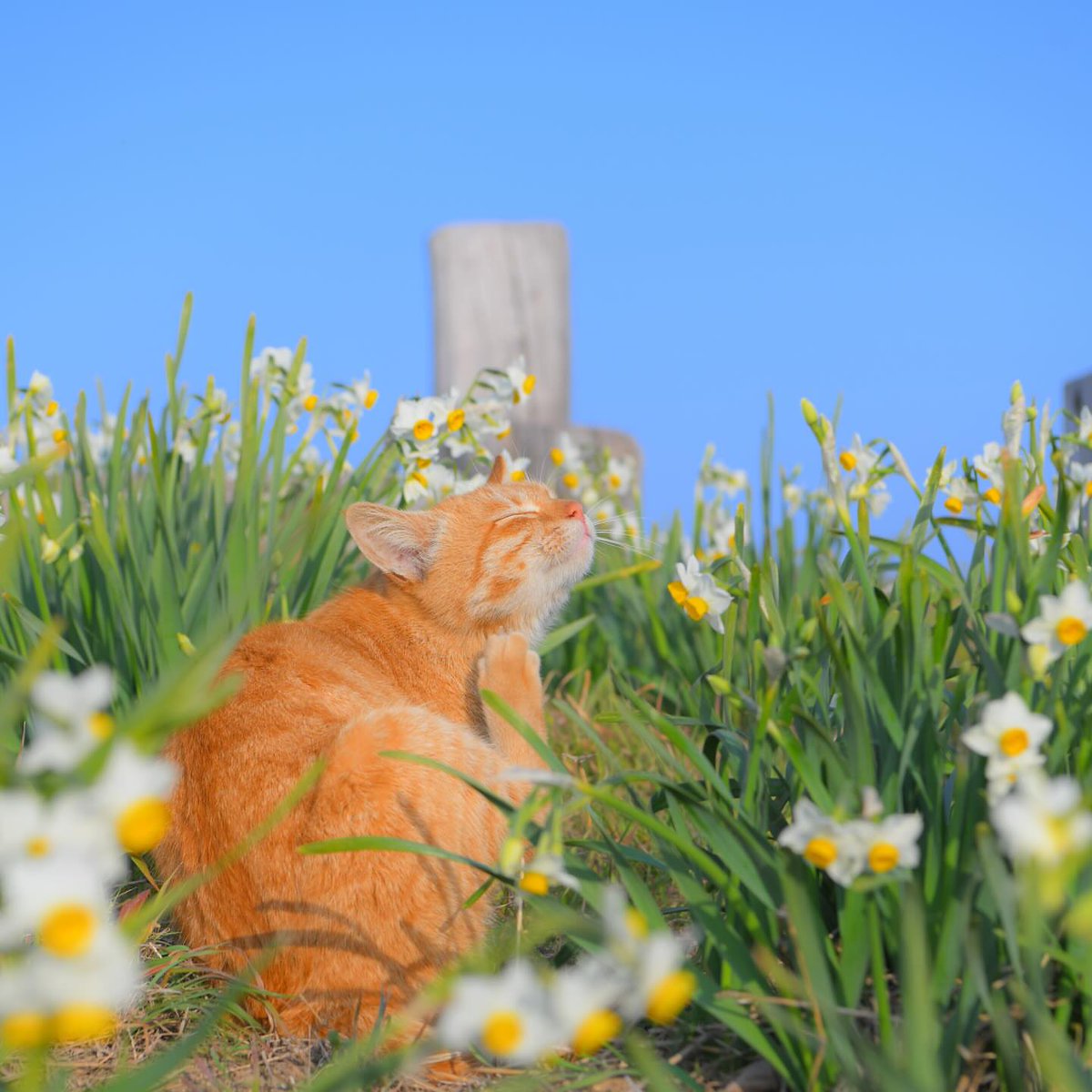 its_hanadey's tweet image. Photoshoot 
#cutecat