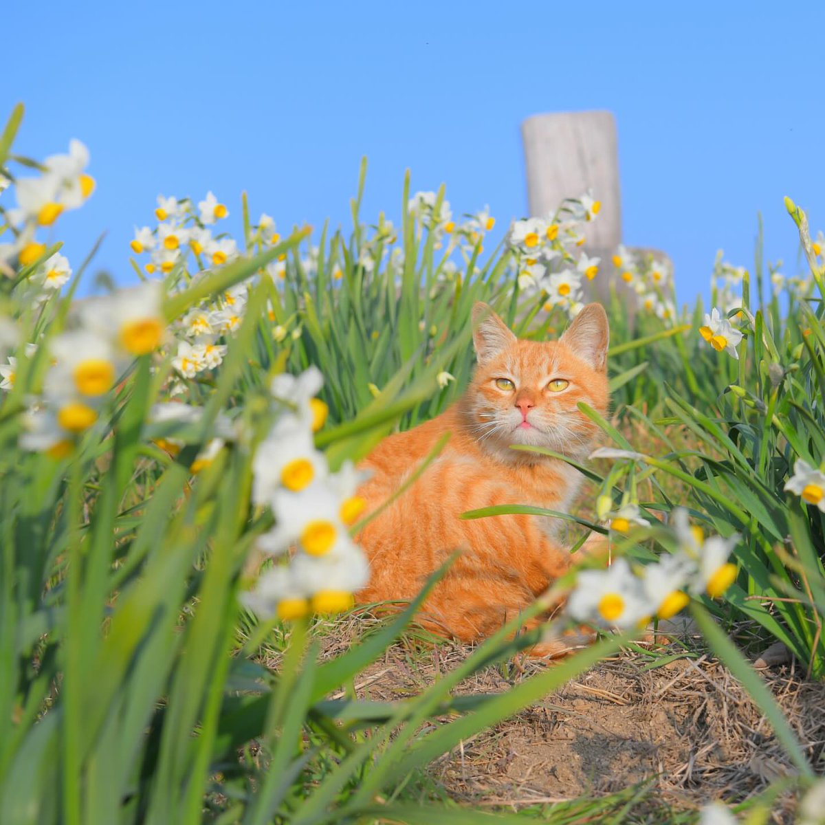 its_hanadey's tweet image. Photoshoot 
#cutecat