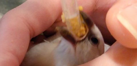 かわよ…♡♡

 #文鳥のひなまつり