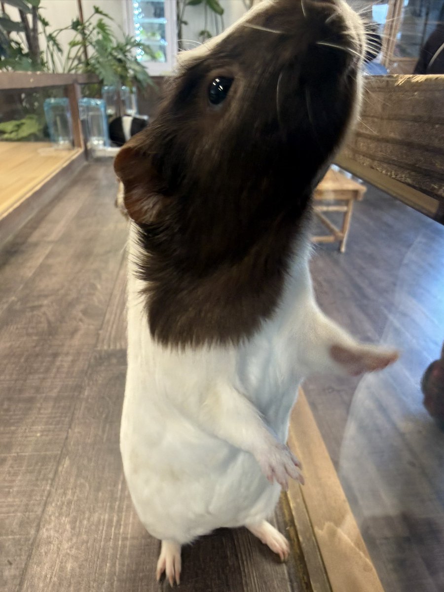 昨日のこの子は起立というより、『前へならえ』感ある˙ϖ˙