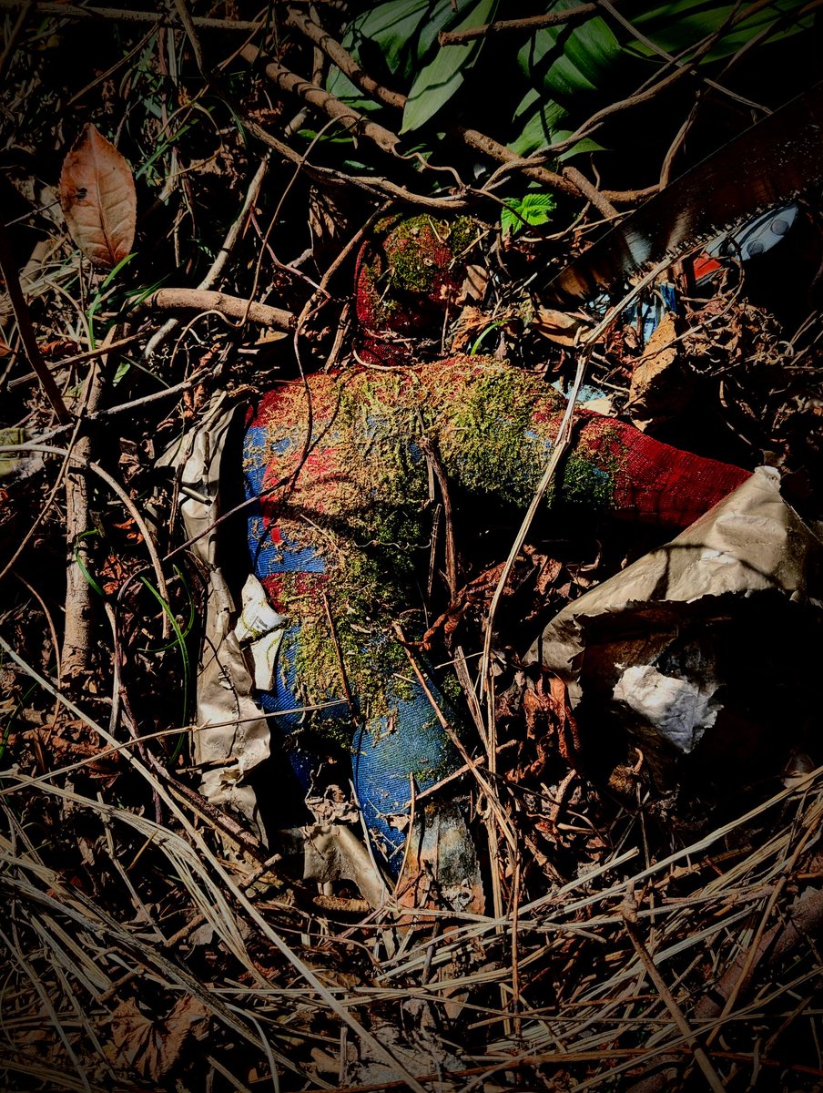 苔の生えたスパイダー♂