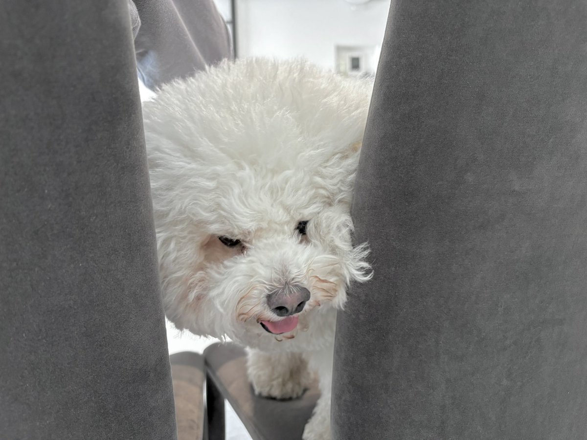 iwtes's tweet photo. おおきくなってほっぺの毛がふくよかになったため、おすもう小僧などと呼ばれています https://t.co/iD3sRtk8re