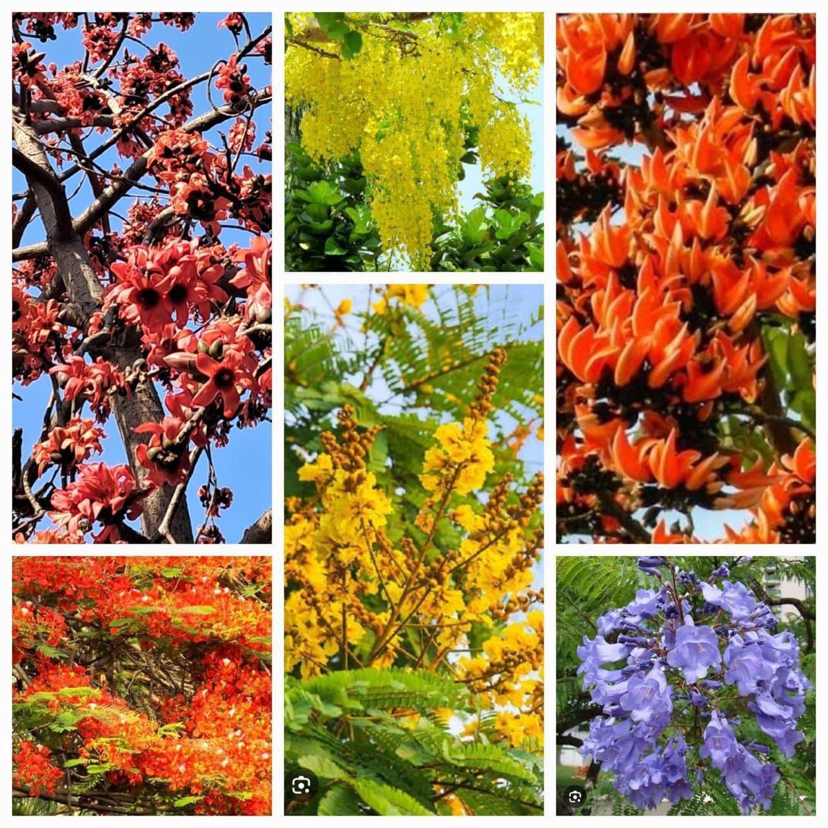 Mohan Pargaien IFS🇮🇳 tweet media