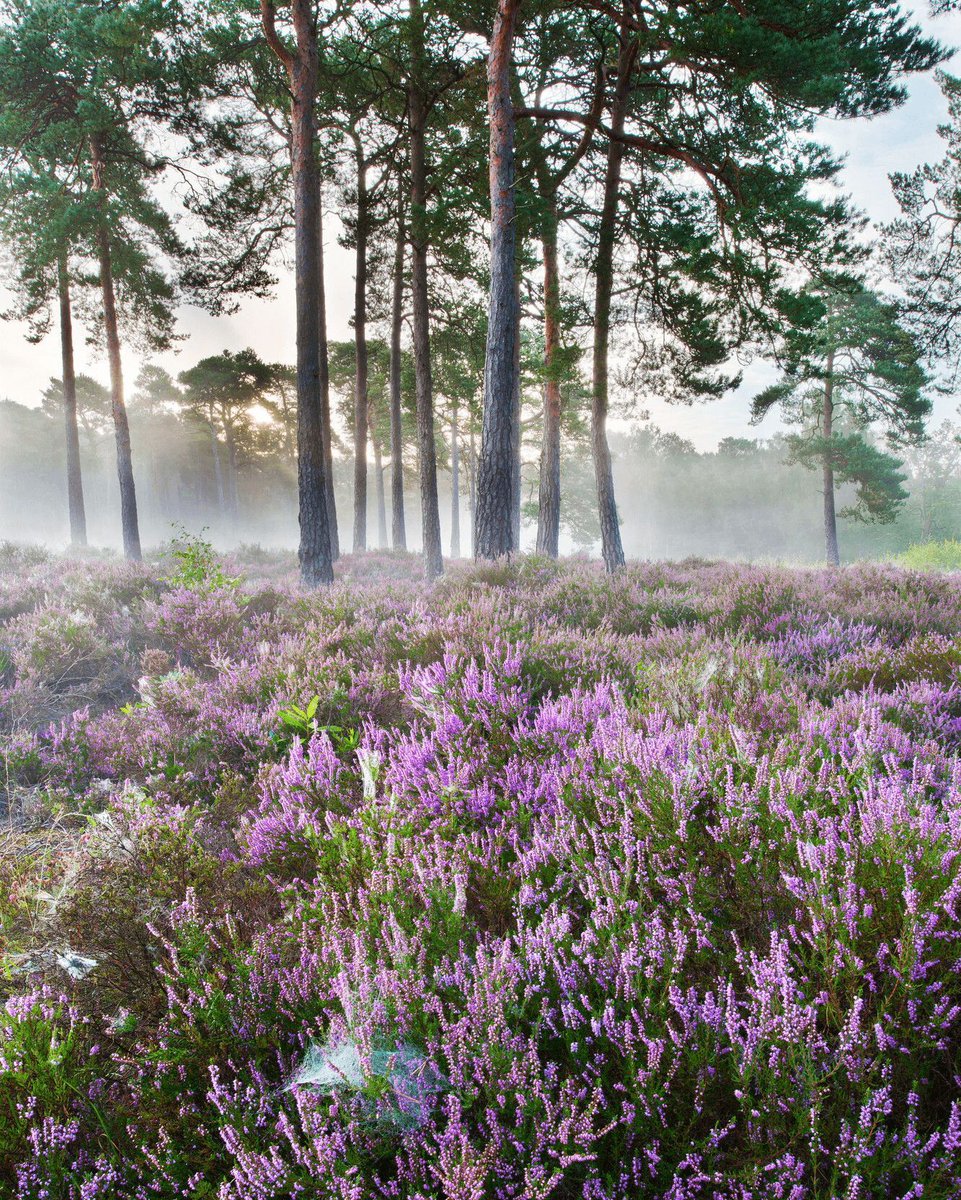 South Downs National Park tweet media