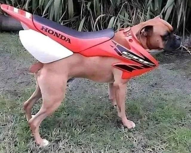 Hari ke-21 naik anjing