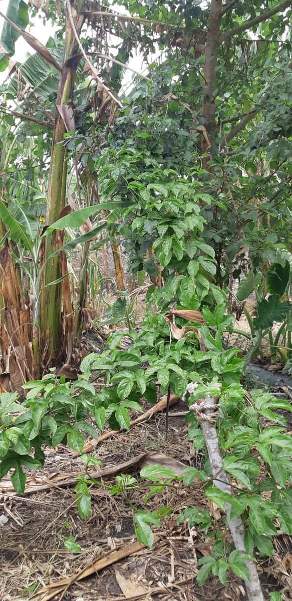 Its #WangariMaathaiDay &amp; #AfricaEnvironmentDay, we honor her words:
“It’s the little things citizens do. That’s what will make the difference.”

#Plantatree. Nurture it. Protect it. 
Share a photo of you planting a tree and tag us.

<a href="/uonbi/">University of Nairobi</a> <a href="/GreenBeltMovmnt/">Green Belt Movement</a>
<a href="/Environment_Ke/">Ministry of Environment, Climate Change & Forestry</a>