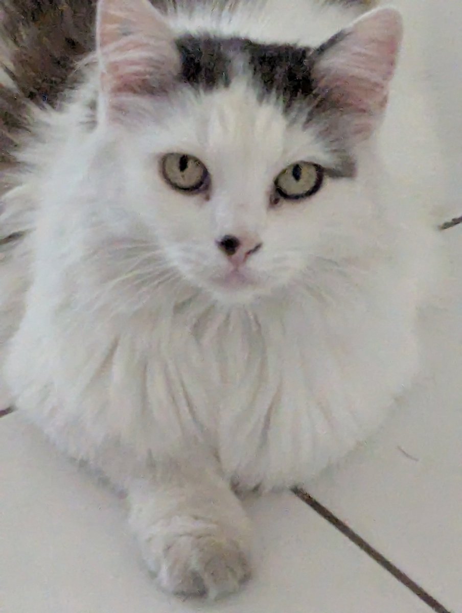 Nick - Meteor Kick Appreciation Society tweet media