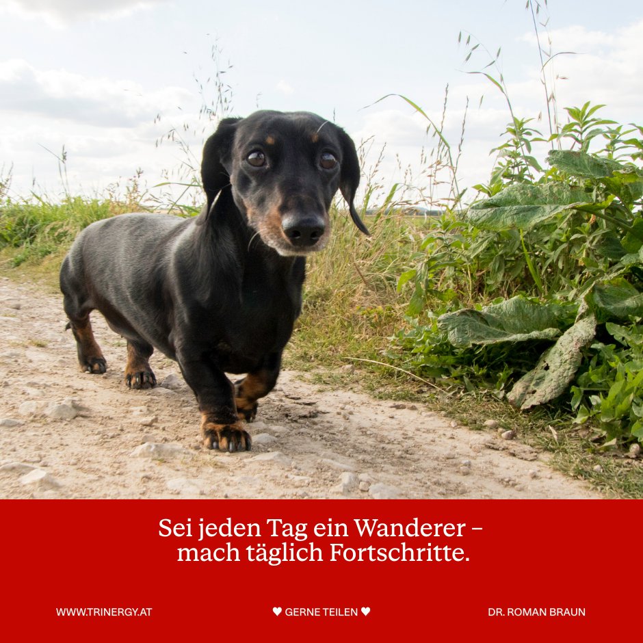 romanbraun's tweet photo. Entwicklung passiert selten in Sprüngen.
Sie entsteht durch Bewegung, Schritt für Schritt.
Wer unterwegs bleibt, kommt weiter als der, der stehen bleibt. 🌿

#Trinergy #RomanBraun #NLP #Wanderer #Fortschritte #Entwicklung https://t.co/q4aY7Bcpb1