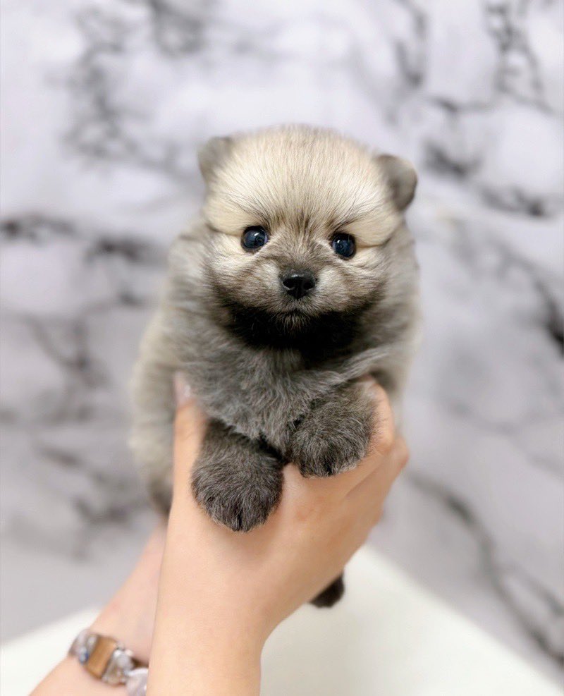 新入舎情報！ 種類：ポメラニアン 毛色：オレンジセーブル 性別