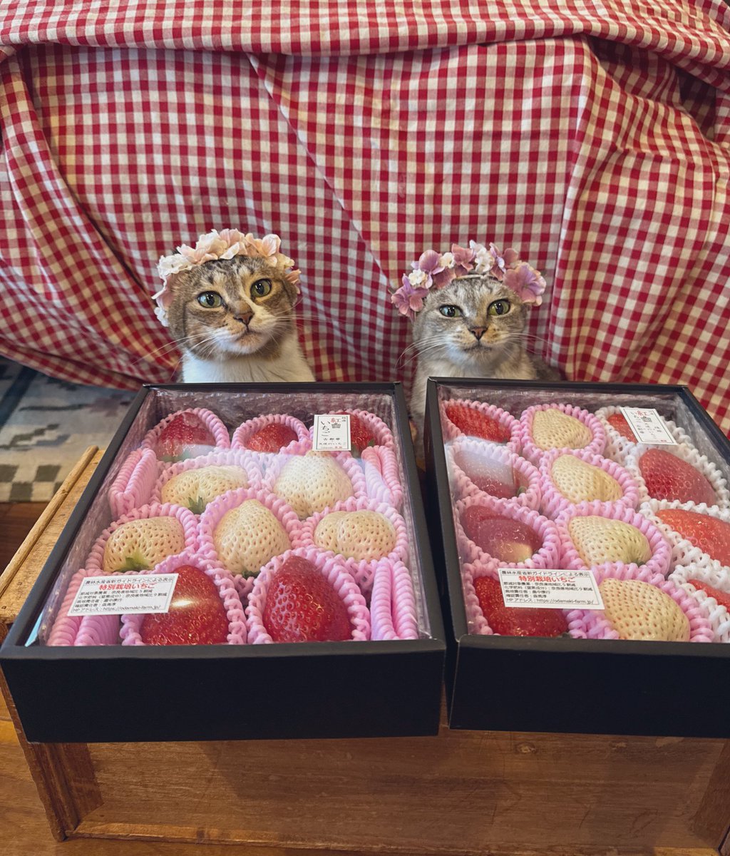 ココニャ@猫写真集、発売中！ (@kokonananya) / Posts / X