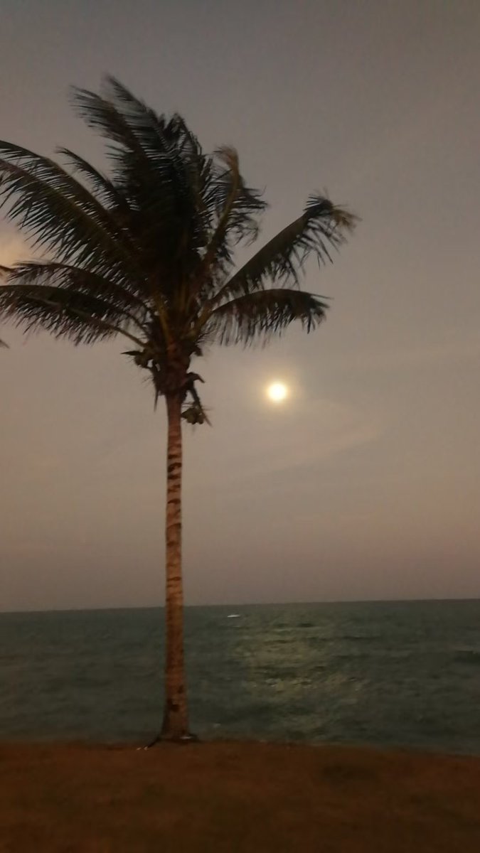 阳光牡丹姐~SunshinePeonySister🌤️🌺👩‍🌾 tweet media