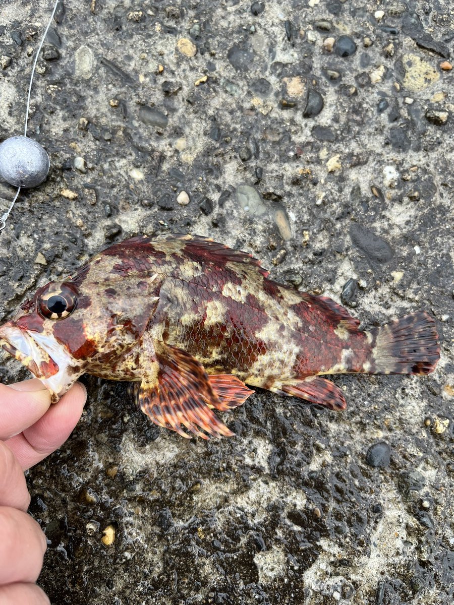 surf08180's tweet photo. 雨にも負けず風にも負けず😂
穴釣りでこのサイズはびっくり
伝われこのデカさ！笑 https://t.co/kIyNdJDlxm