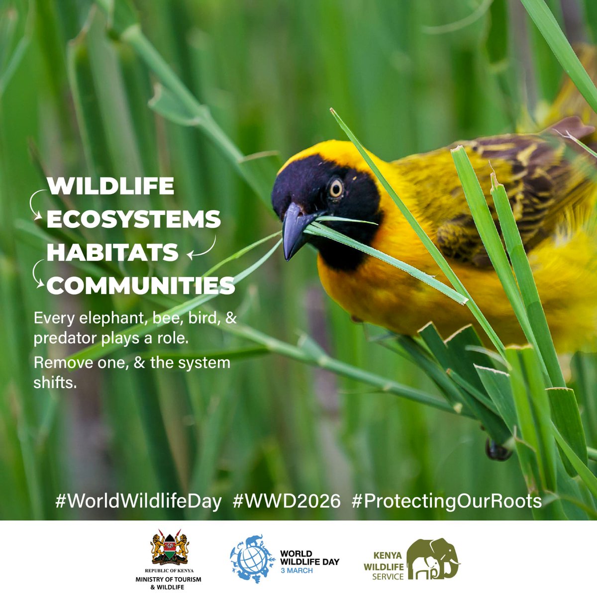 Every species is a thread in the fabric of life, and together, they weave the balance that sustains us all. 

This #WorldWildlifeDay, let’s commit to protect the ecosystems that protect us. Let's stand for Wildlife. 

#WWD2026 #ProtectingOurRoots #TunzaMaliYako