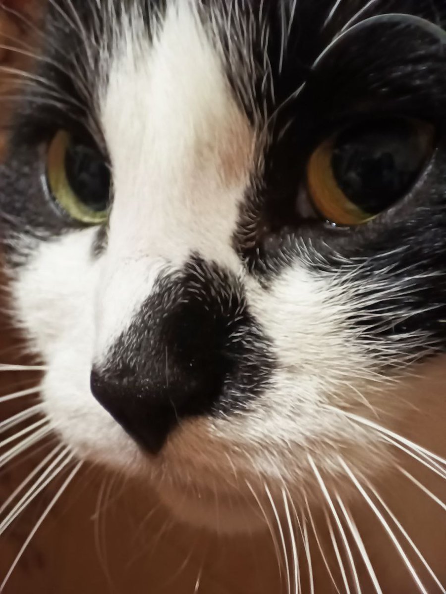 Варкоцік 🎀 tweet media