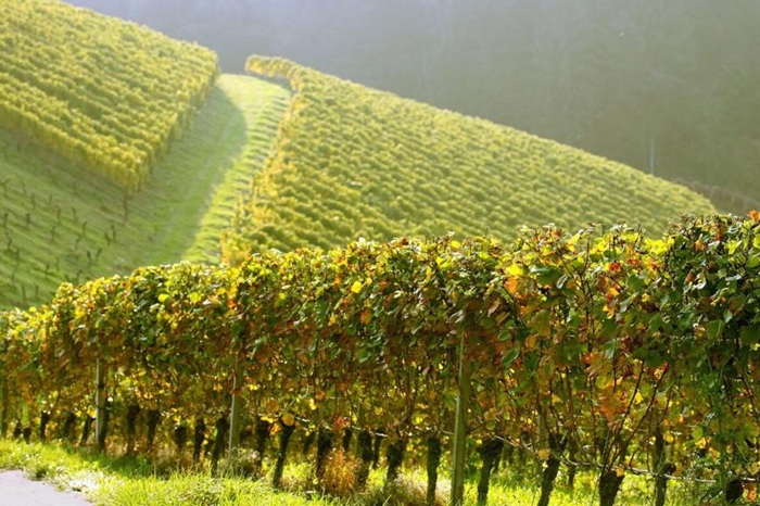 DoctorWine | Daniele Cernilli tweet media