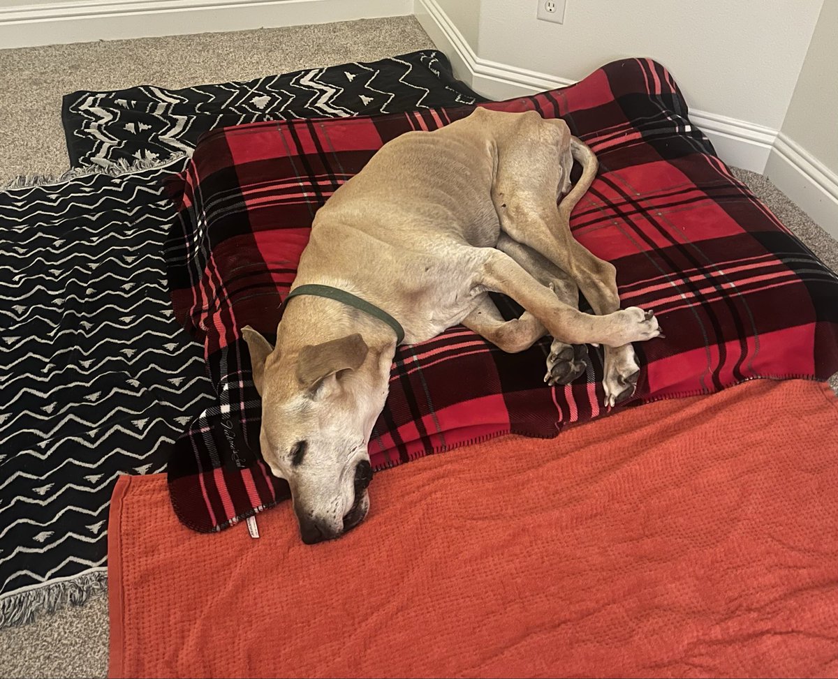 shaycarl ⛷ tweet media