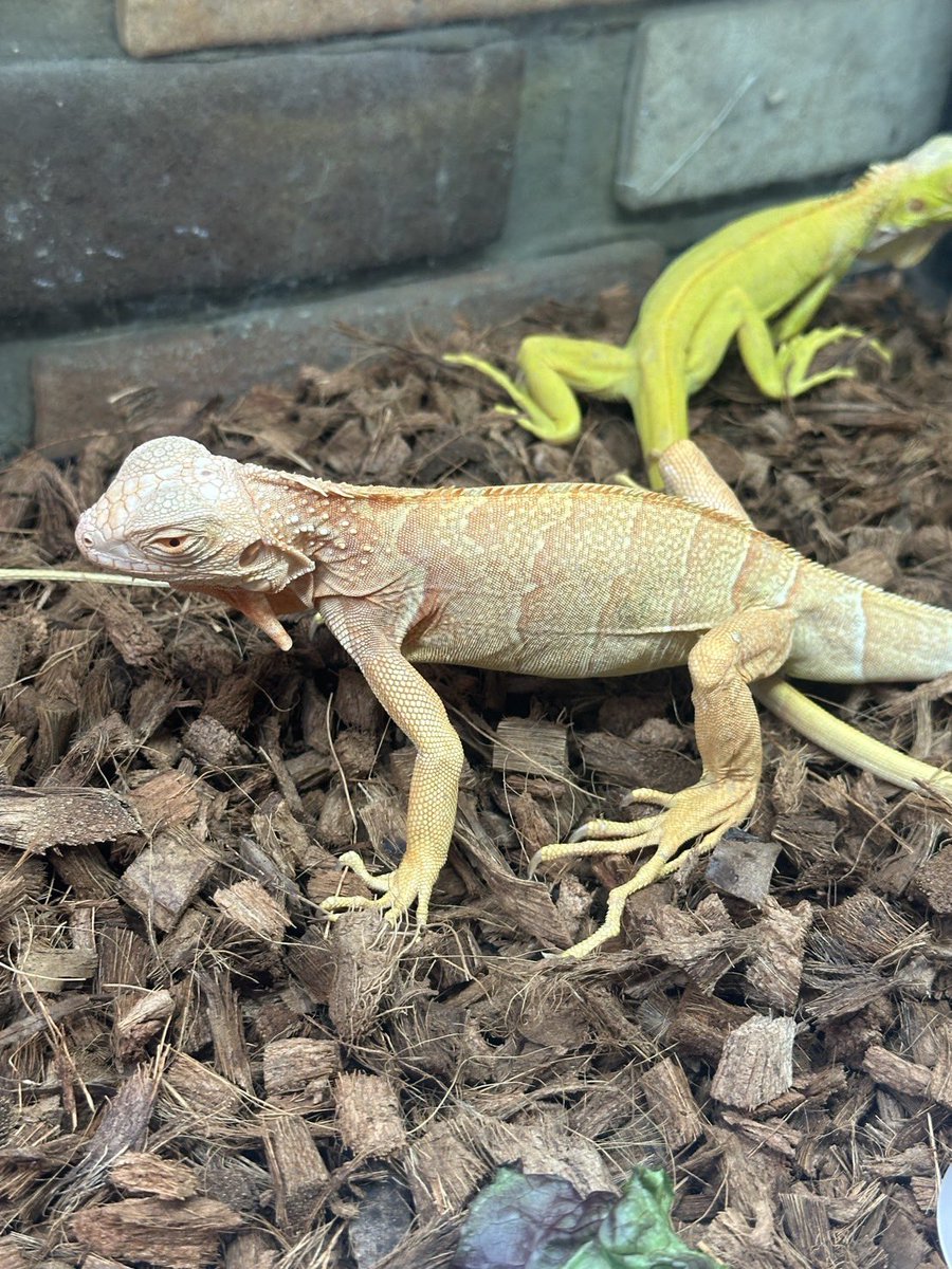 はちゅるーと tweet media