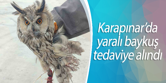 Karapınar’da yaralı baykuş tedaviye alındı ereglimetro.com.tr/karapinarda-ya…