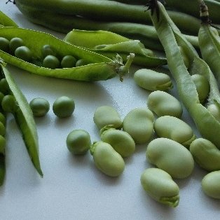 VERDURES I HORTALISSES DEL MES DE MARÇ: Alls tendres, api, bledes, bròquil, calçot, carxofa, col, col llombarda, endívia, escarola, espàrrecs, espinacs, faves, fonoll, pèsols, porro, xicoira, xirivia.