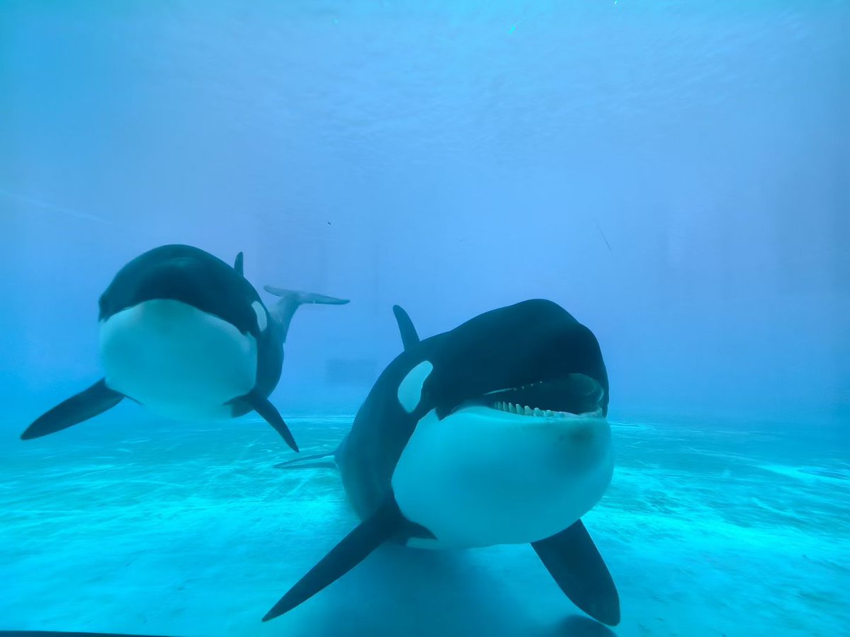 Abyssling's tweet photo. #虎鲸 #Orca #OrcinusOrca #シャチ #ChimelongSpaceShip
OMG Chimelong Pod is having a new calf!! Photos from my Chimelong friend and the new calf is not yet showing for tourists. For now it's still lack of informations, I'll keep it up for further more.🥰 https://t.co/YlwE9iT69i