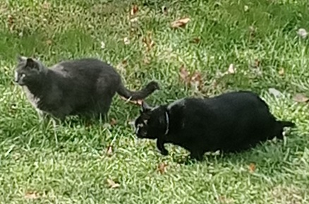 J. Hali Steele tweet media