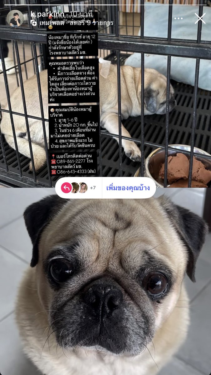 IGS : k.parkinn #KongParkin <a href="/k_parkinnn/">Kong Parkin</a> 690303

🚨ขอรับบริจาคเลือดด่วนเพื่อช่วยชีวิตน้องหมาค่ะ🙏🏼🥺

น้องหมาชื่อทีเร็กซ์ อายุ 12 ปี (แจ้งชื่อน้องได้เลยค่ะ) 
กำลังรักษาตัวอยู่ที่ โรงพยาบาลสัตว์ มข.

——-
