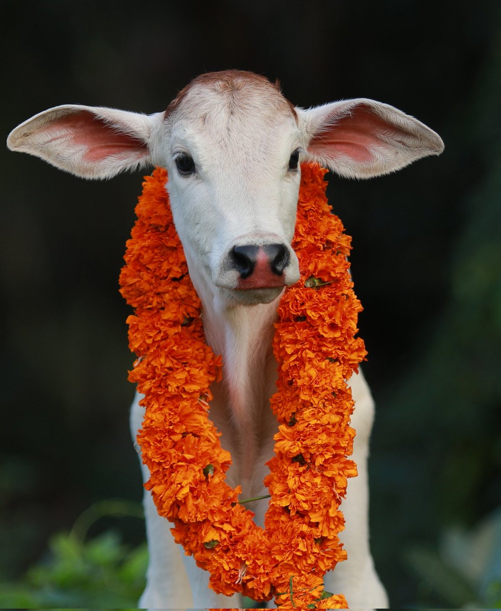 Govats Radhe Ravoria tweet media