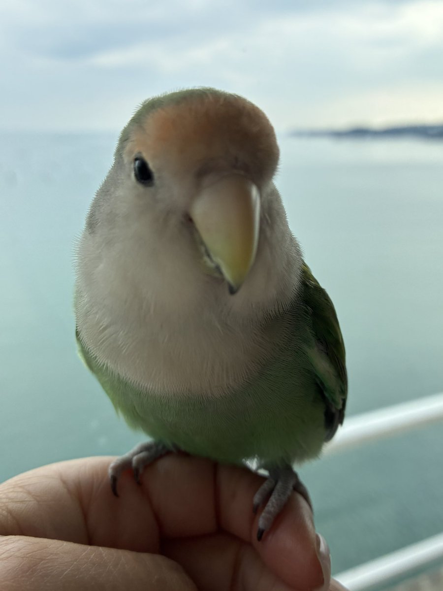 KokoMococ's tweet photo. ヒナ祭り🎎
#ひな祭り2026 
#桜文鳥
#コザクラインコ
#文鳥かわいい
#コザクラインコかわいい https://t.co/JV8h8WG0S4