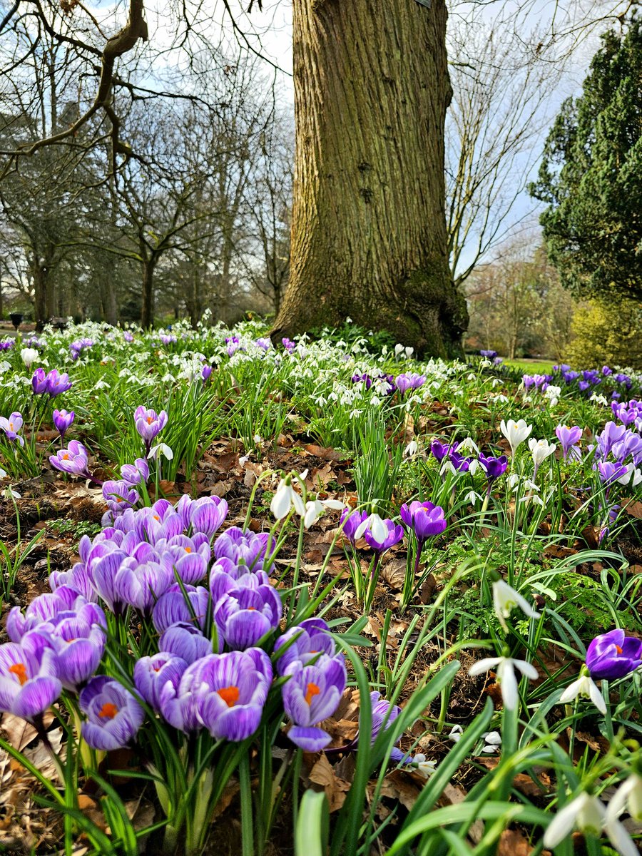 “No winter lasts forever; no spring skips its turn.”

#thicktrunktuesday