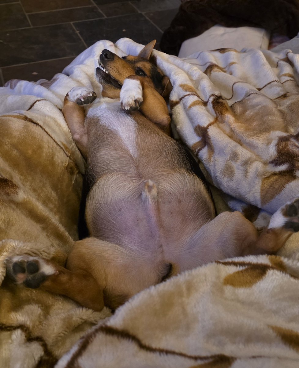boerneef's tweet photo. My dog is lovely. https://t.co/52nc3pMfEC