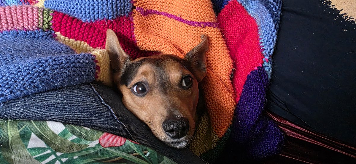 boerneef's tweet photo. My dog is lovely. https://t.co/52nc3pMfEC