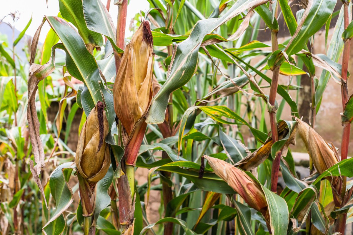 HoReCo-Rwanda tweet media