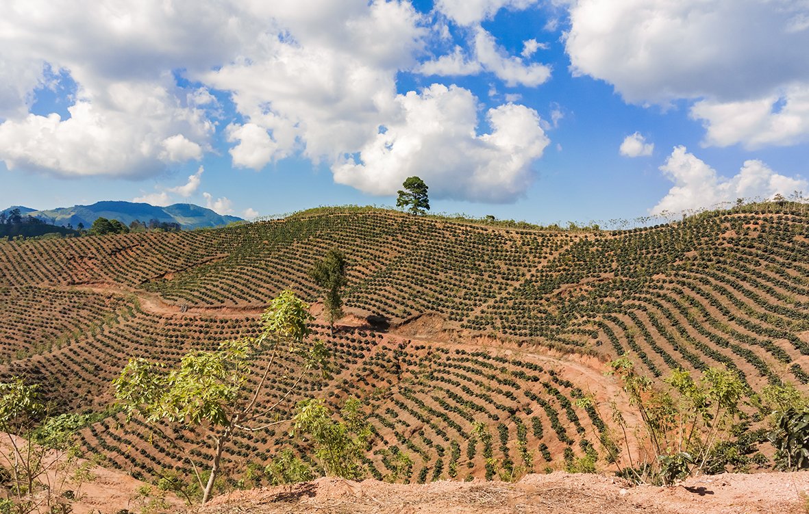 qclscientific's tweet photo. Investigating the effect of genetic profile, cultivation altitude and bean aging on the caffeine content of Honduran coffee varieties:
https://t.co/68D0rfUMNQ https://t.co/eZrbs63Lwv