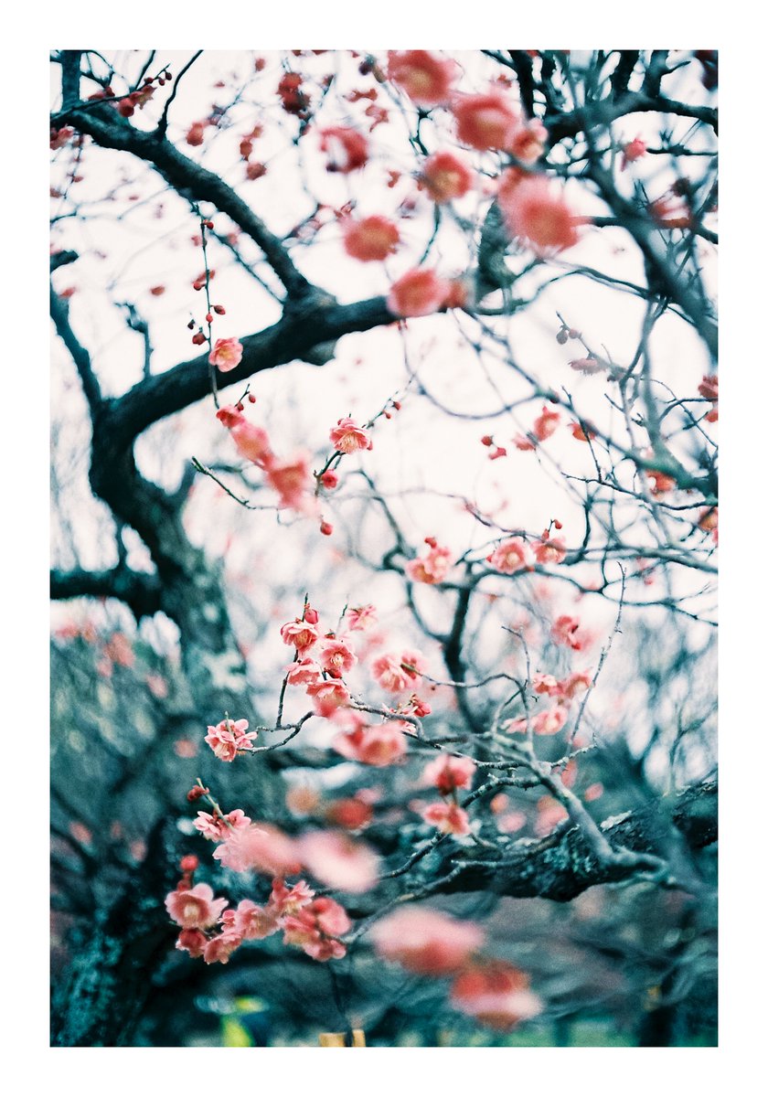 咲き踊る春

#film
