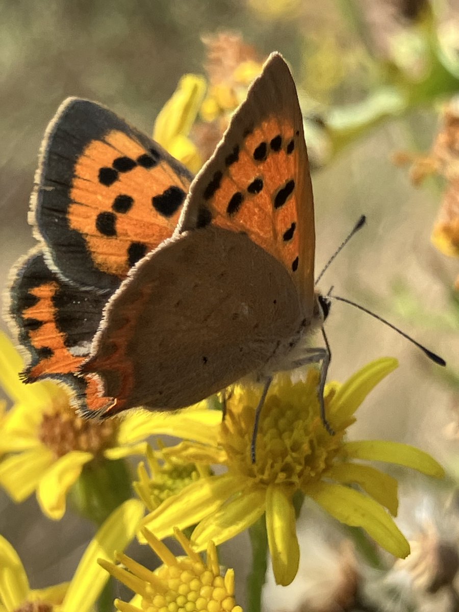 Friends of Richmond Park tweet media