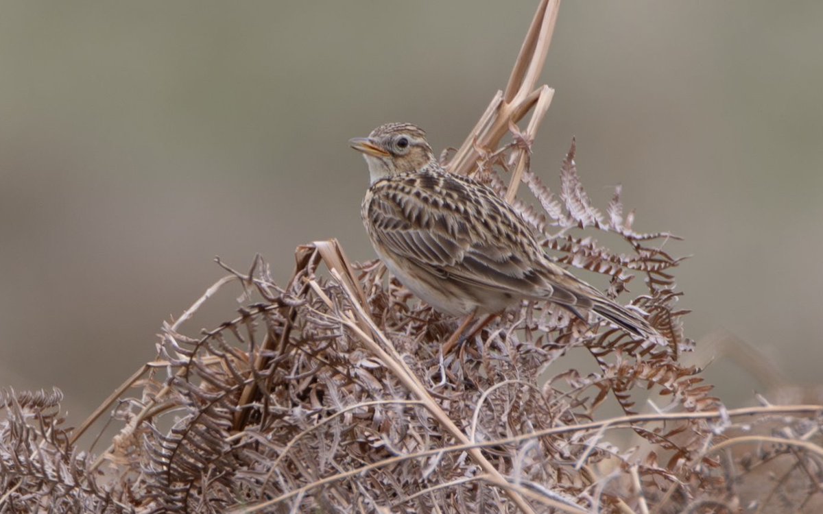 Friends of Richmond Park tweet media