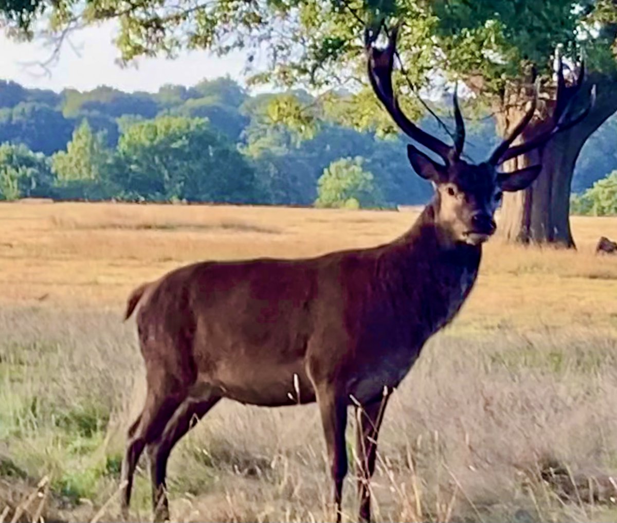 Friends of Richmond Park tweet media
