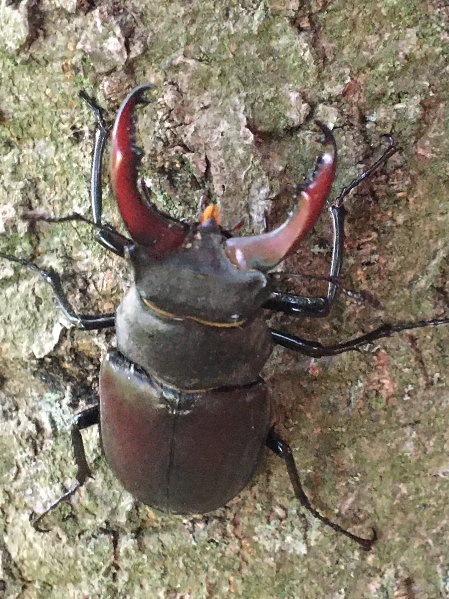 Friends of Richmond Park tweet media