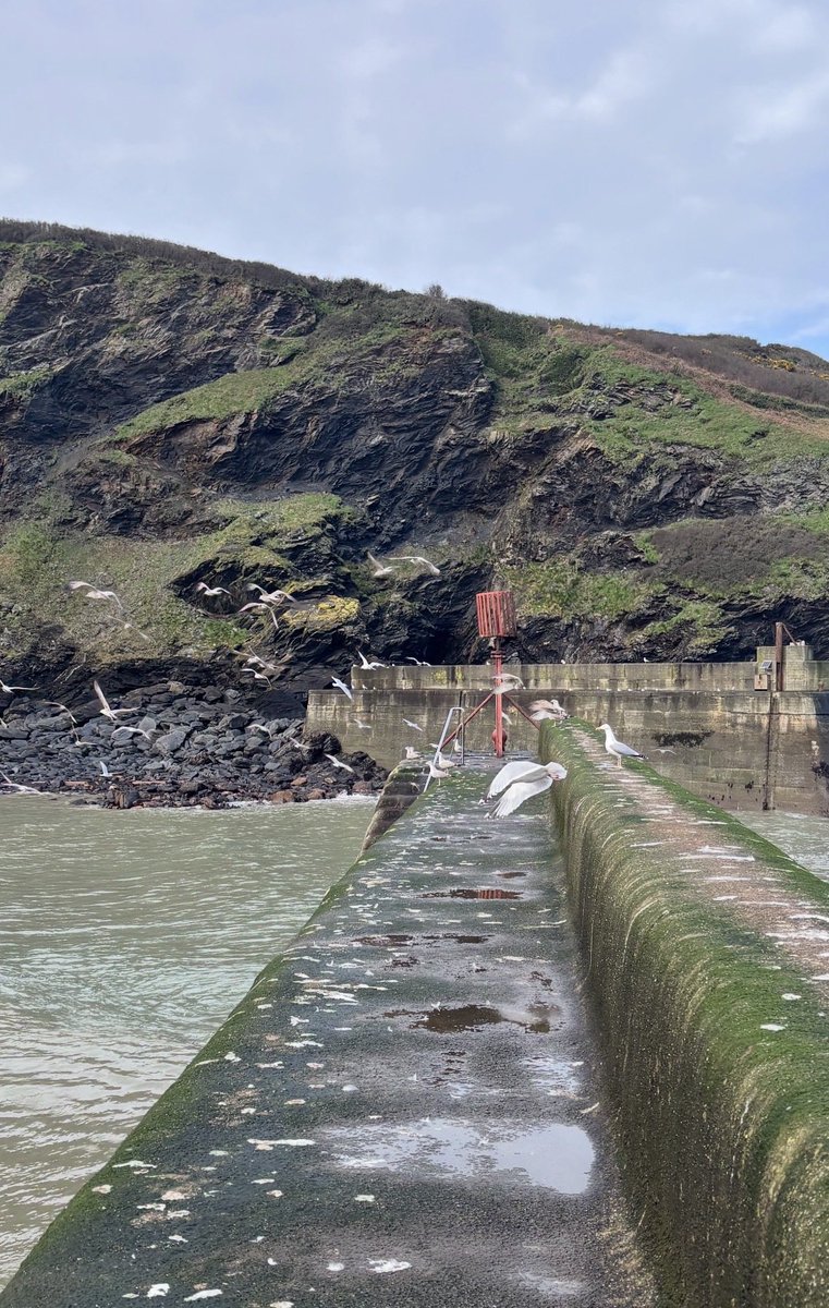 AuthorThomasB's tweet photo. Went Sol searching this morning at low tide before work.  He wasn’t at the breakwater with the others! 🤷🏻‍♂️ Managed to get a bit of writing done though 🙌🏻🌊
Where could Sol the seagull be? 🤔 
 #kidlit #picturebook #PictureBookWriter #AmQueryingUK #scbwi https://t.co/5HFqfm0eWM
