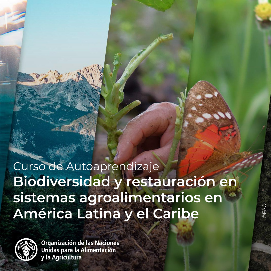 🎓Curso gratuito <a href="/FAOCampus/">FAO Campus - America Latina y el Caribe</a>
Biodiversidad y Restauración en Sistemas Agroalimentarios en América Latina y el Caribe🦋

Aprende a diseñar e implementar acciones de conservación de la biodiversidad.

Más información ➡️f.mtr.cool/liucdwhofb
