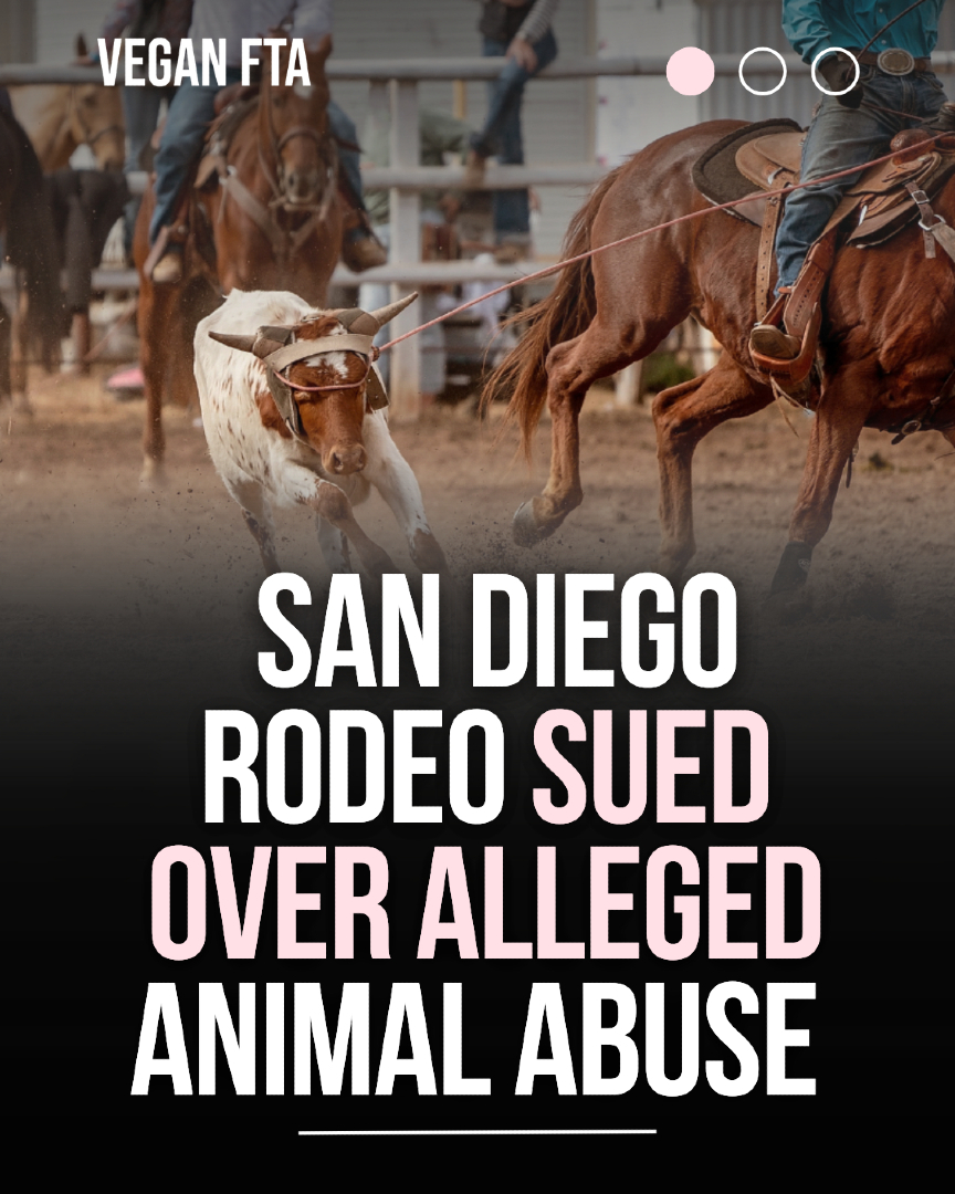 teamveganfta's tweet image. A civil trial began in San Diego Superior Court over allegations of animal abuse at the San Diego Rodeo held in Petco Park, California. 🐎

👉 Find out more: veganfta.com/articles/2026/…

#rodeo #horses #animalwelfare