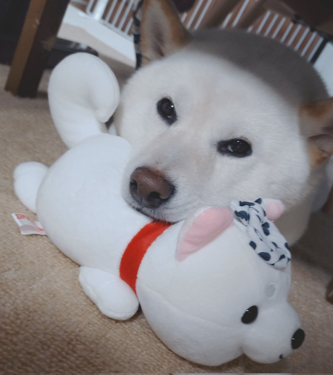 はるちゃん今イチバンお気に入りのぬいぐるみ🐶