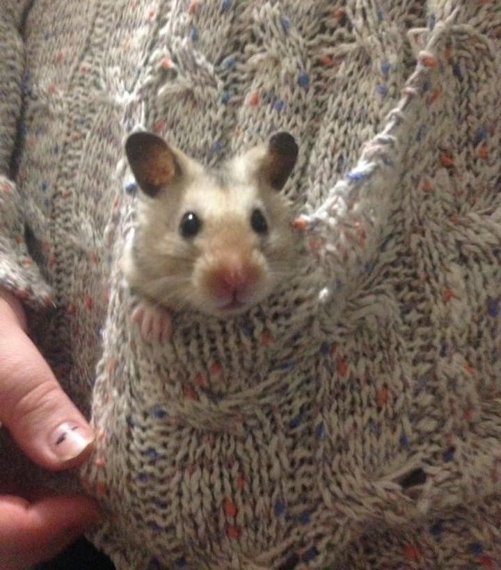 hamjin bot tweet media