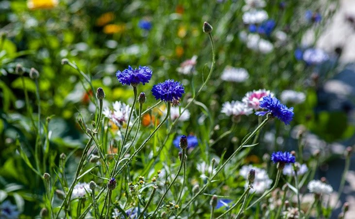 Quickcrop tweet media