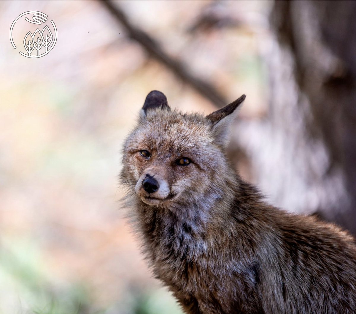 Hoy, Día Mundial de la Vida Silvestre, recordamos que cuidar nuestros montes es proteger la biodiversidad.   Impulsa: Junta de Andalucía | @CMAOT_JA Financia: #NextGenerationEU  Foto de José Luis Tomé <a href="/quecoak/">Jose Luis Tome</a>