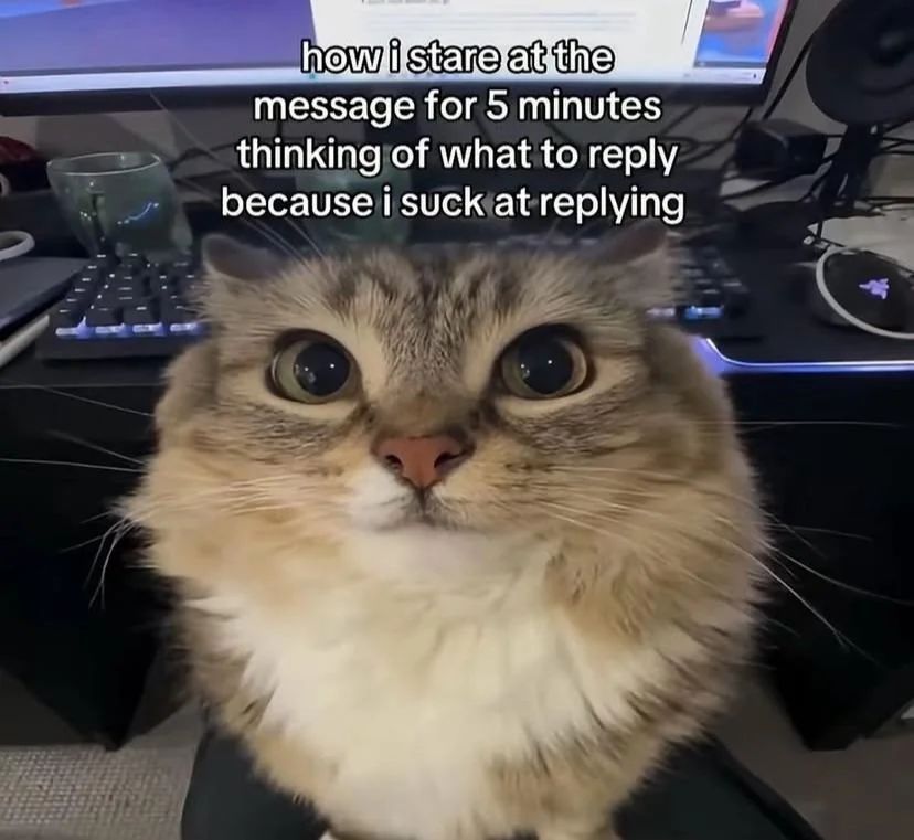 Cat TikToks (@cattiktoks) on Twitter photo 