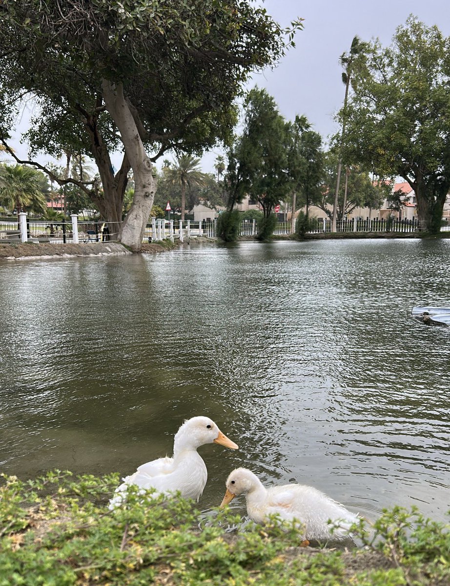 عُدي#53 tweet media