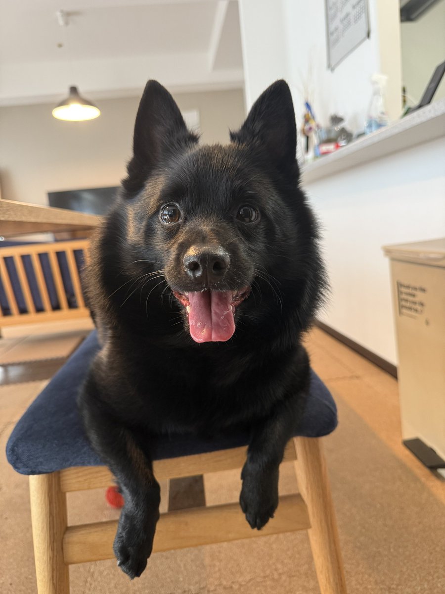 uni_inu111's tweet photo. 今日もかわいいわんこ🐕‍🦺 https://t.co/jJ41JQ0jTd