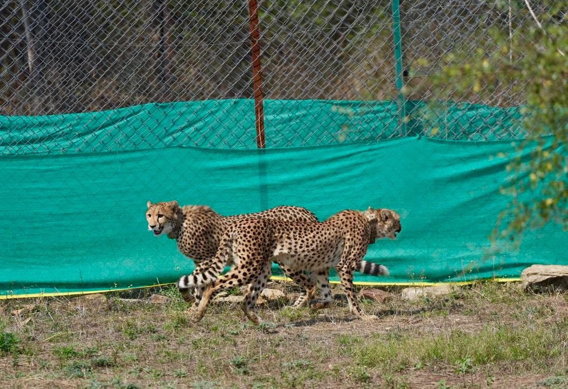 International Big Cat Alliance (IBCA) tweet media