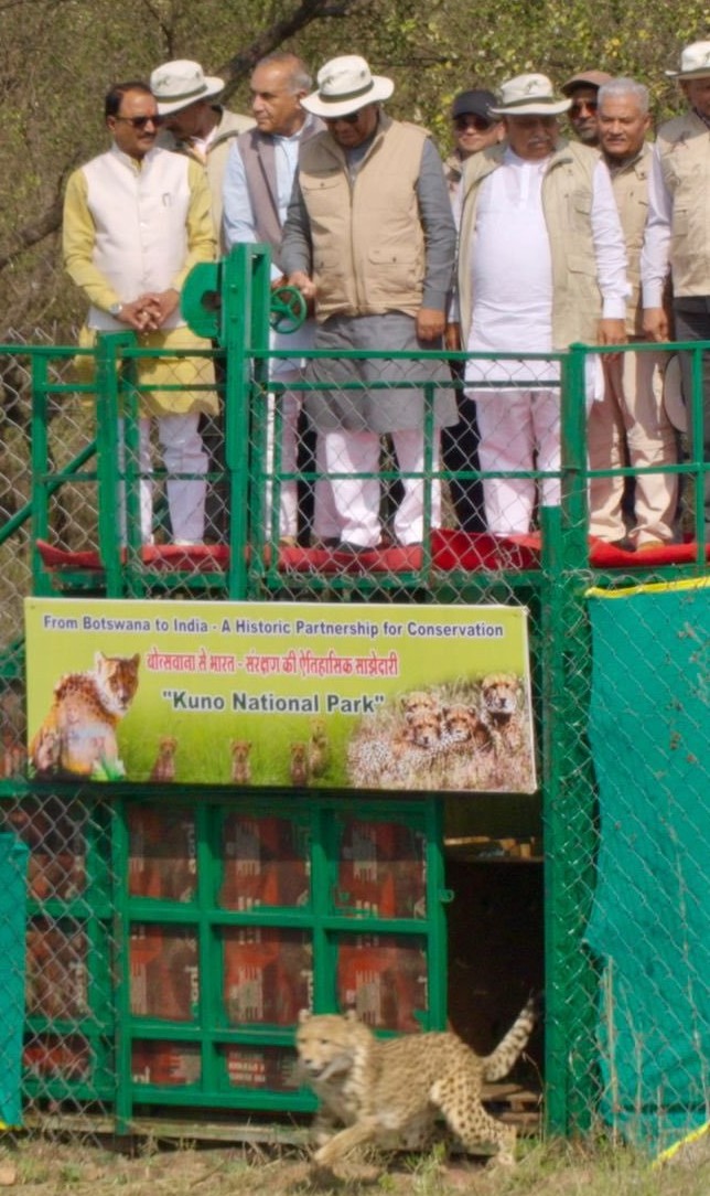 International Big Cat Alliance (IBCA) tweet media